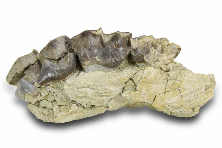 Fossil Titanothere (Megacerops) Partial Maxilla - South Dakota #300016